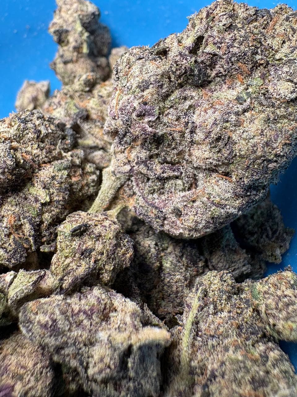 Close-up of dense, frosty cannabis buds with purple hues and orange hairs on blue.